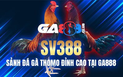 SV388 – Sảnh Đá Gà Thomo Đỉnh Cao Tại GA888