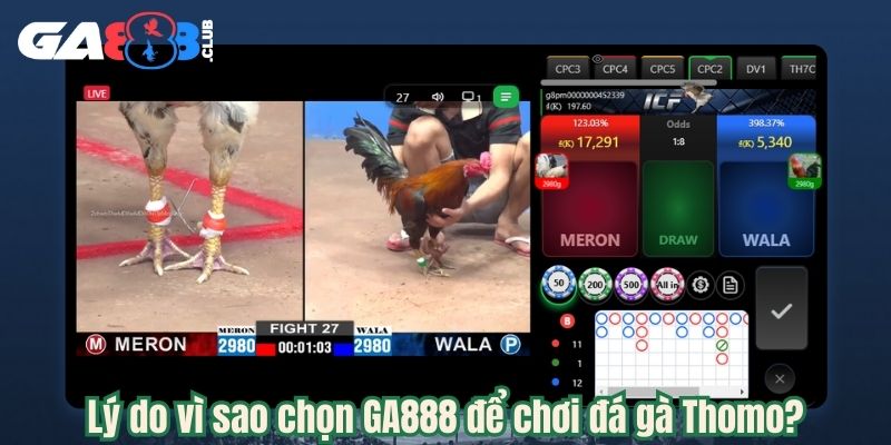 Lý do vì sao chọn GA888 để chơi đá gà Thomo?